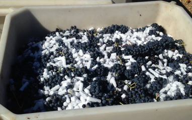 Aplicación de hielo seco en las uvas tras ser recogidas