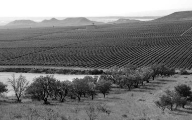 Imagen de los viñedos en blanco y negro