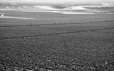 Panorámica de las hectáreas de viñedos en Rioja
