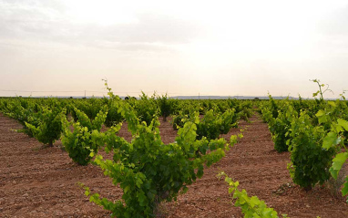 Vista de los viñedos en verano