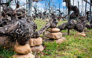 Valdesil practica una viticultura denominada "de equilibrio"