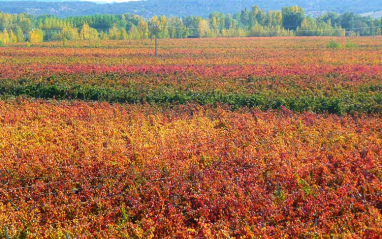 Panorámica del viñedo de Martín Berdugo en pleno otoño