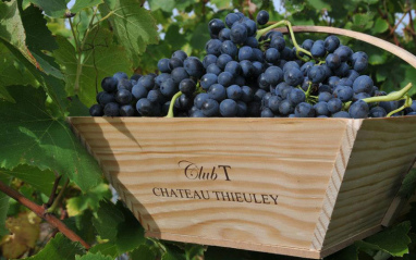 Caja del château llena de uvas tintas