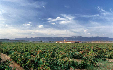 Localización de los viñedos de Finca Valpiedra