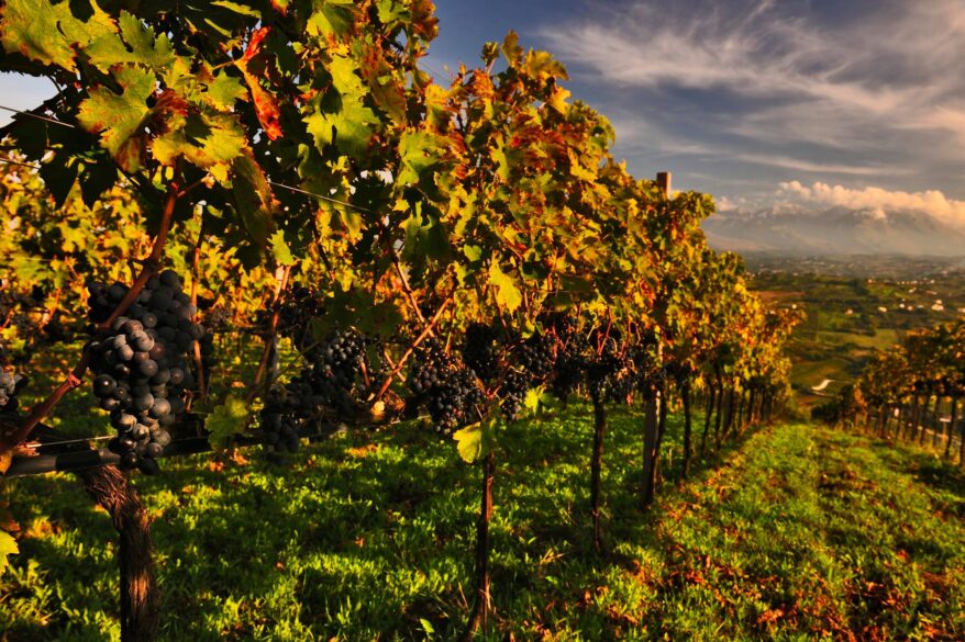 Viñedos de la bodega Castorani