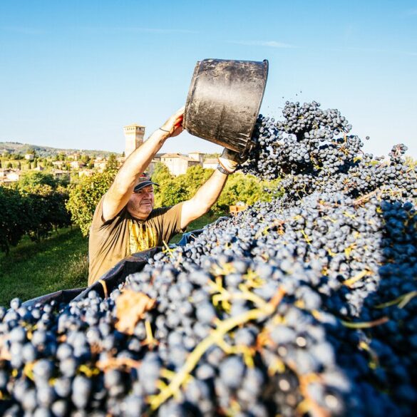 Vendimia en la bodega italiana Settecani