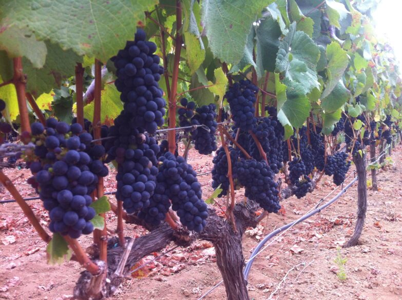 Racimos de uva de la variedad Baboso negro, en la bodega Ignios Orígenes (Tenerife)