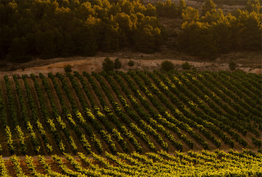 Viñedo de Pago de Carraovejas