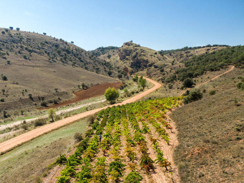 Viñedo de Milsetentayseis