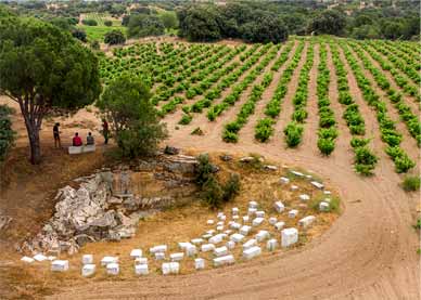 Viñedo de Marañones