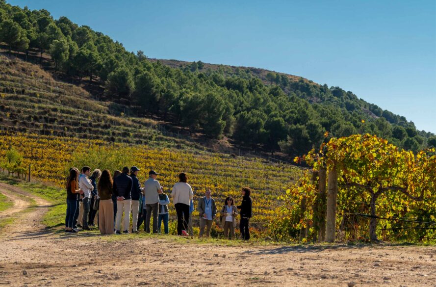 Viñedo de El Anejón, en la bodega Pago de Carraovejas