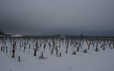 La nieve cubriendo el viñedo