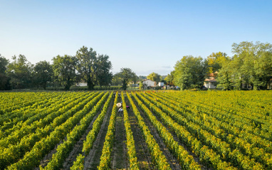 Viñedos en hileras