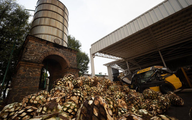 Piñas de agave a punto de ser tratadas