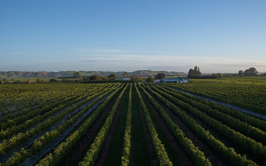 Panorámica del viñedo