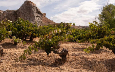 Viñedos de hasta 60 años de edad en Soria