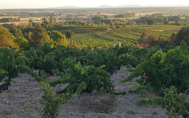 Viñedo de Dani Mabe Wines