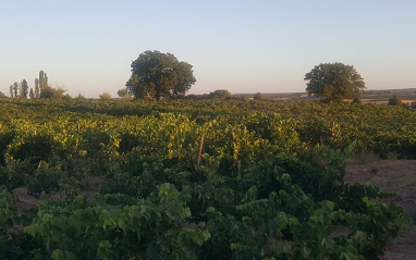 Panorámica del viñedo