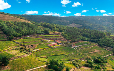 Vista del viñedo de A Vilerma en Ribeiro