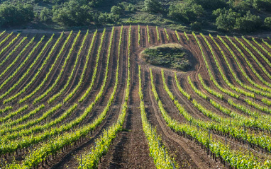 Bodegas Cepa 21