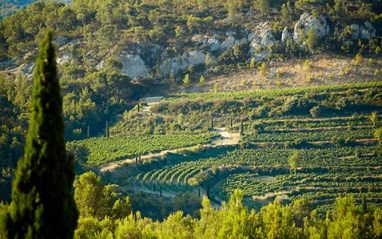 Viñedo. Foto: © Serge Chapuis