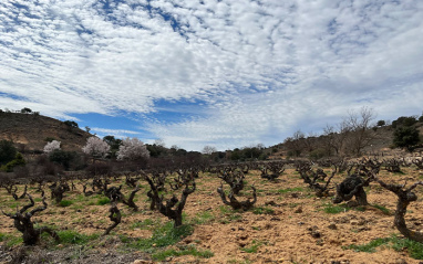 Cepas viejas del valle de Atauta