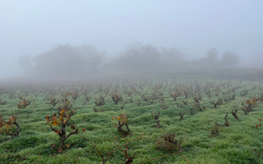 Niebla sobre el viñedo de Dominio de Es