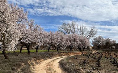 Camino de tierra entre los viñedos de Dominio de Es