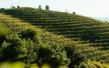 Viñedos ecológicos en Priorat