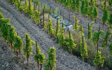 Viñedos sobre suelos de licorella.