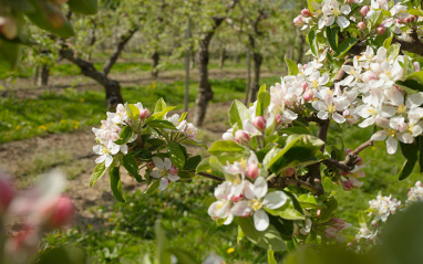 Brännland Cider