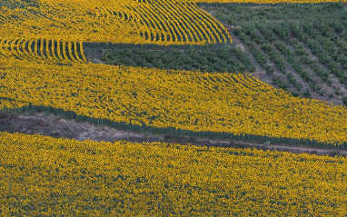 Girasoles junto a los viñedos