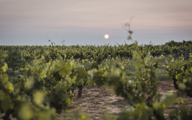 La luna escondiéndose tras las cepas